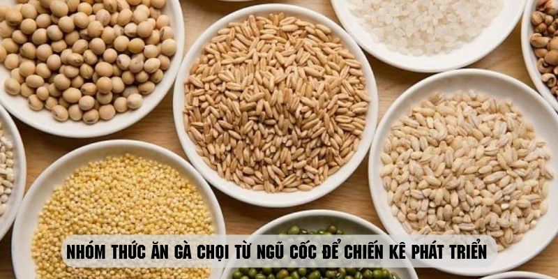 Nhóm thức ăn gà chọi từ ngũ cốc vô cùng hiệu quả để chiến kê phát triển 