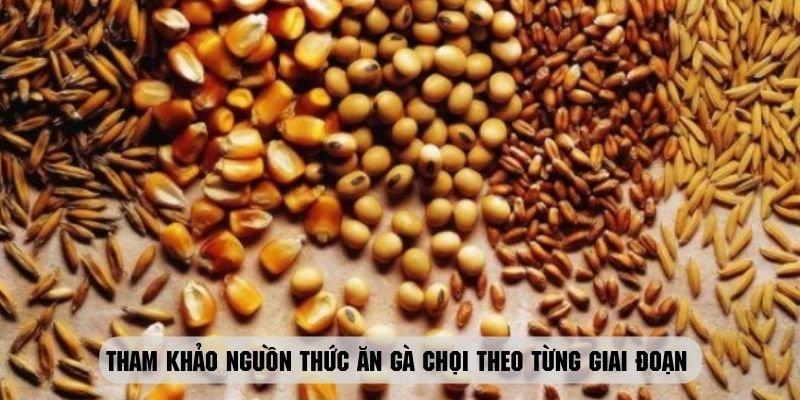 Tham khảo nguồn thức ăn gà chọi theo từng giai đoạn cho chiến kê