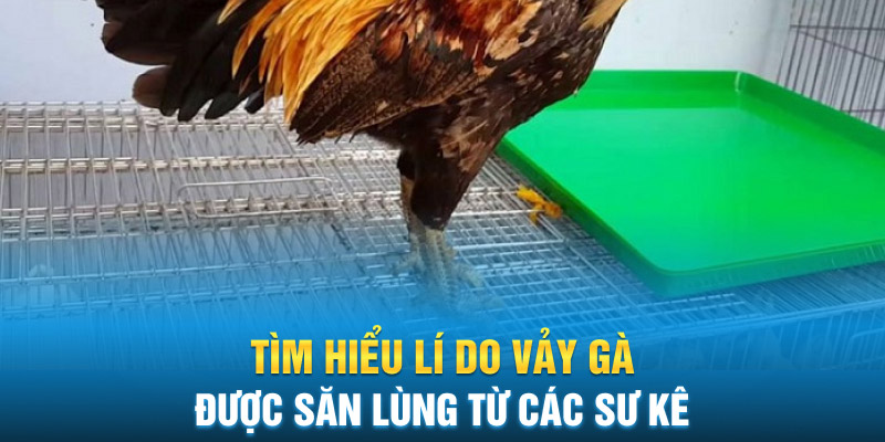 Tìm hiểu lí do vảy gà được săn lùng từ các sư kê